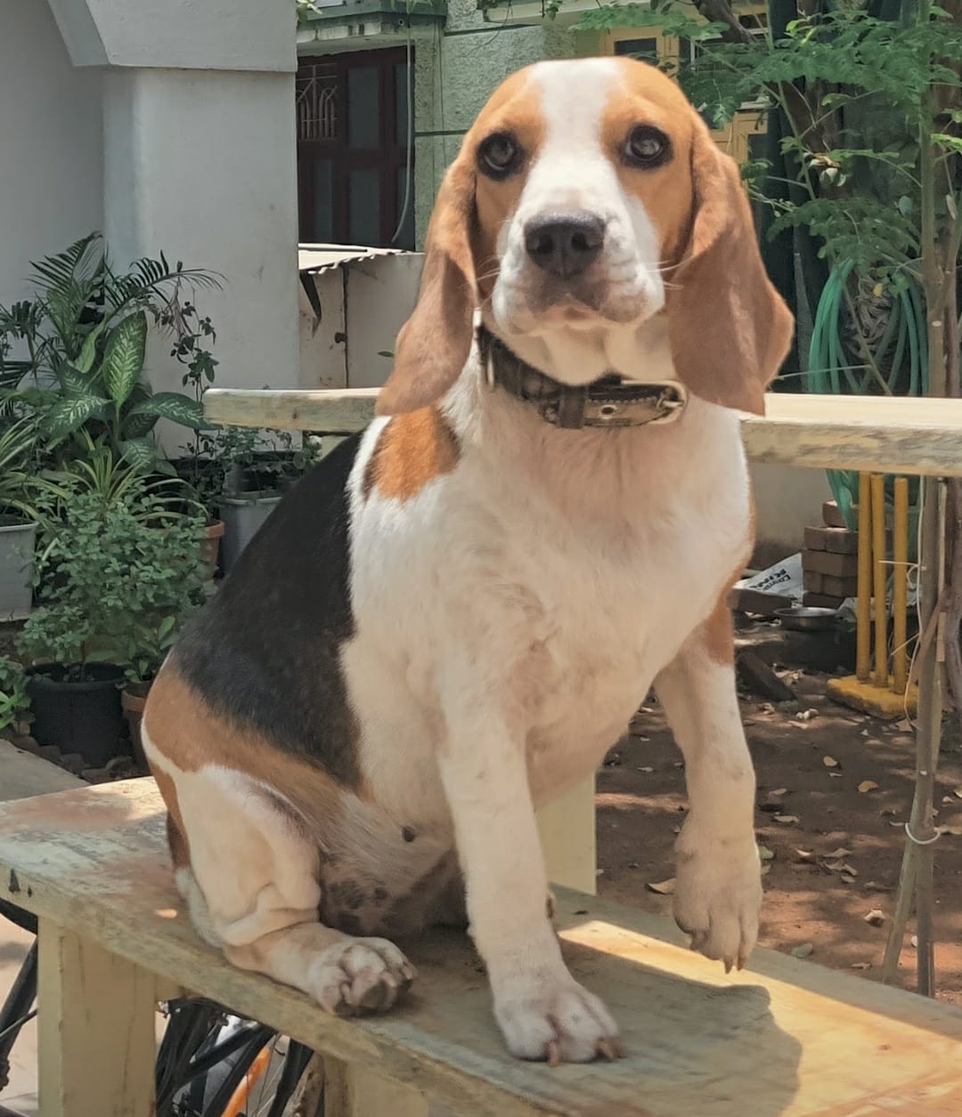 hunter dog beagle